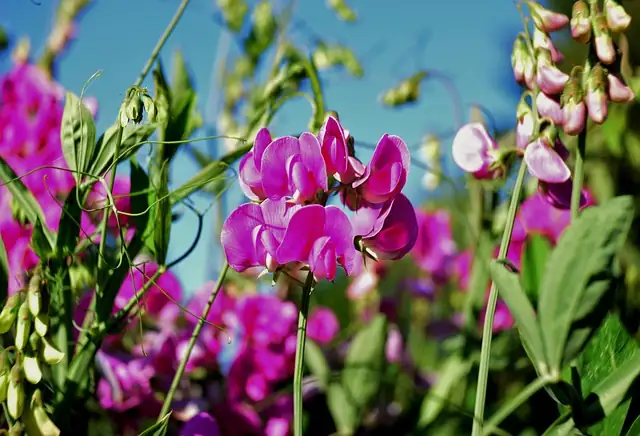 sweet pea plant in sunlight