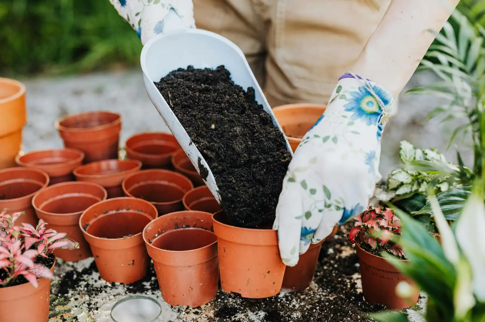 sweet pea soil preparation