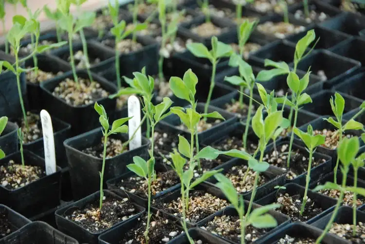 sweet pea seed germination