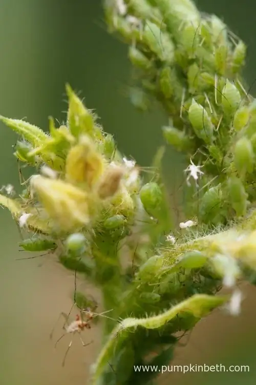 Battling Aphids and Mold: Troubleshooting Sweet Pea Pests