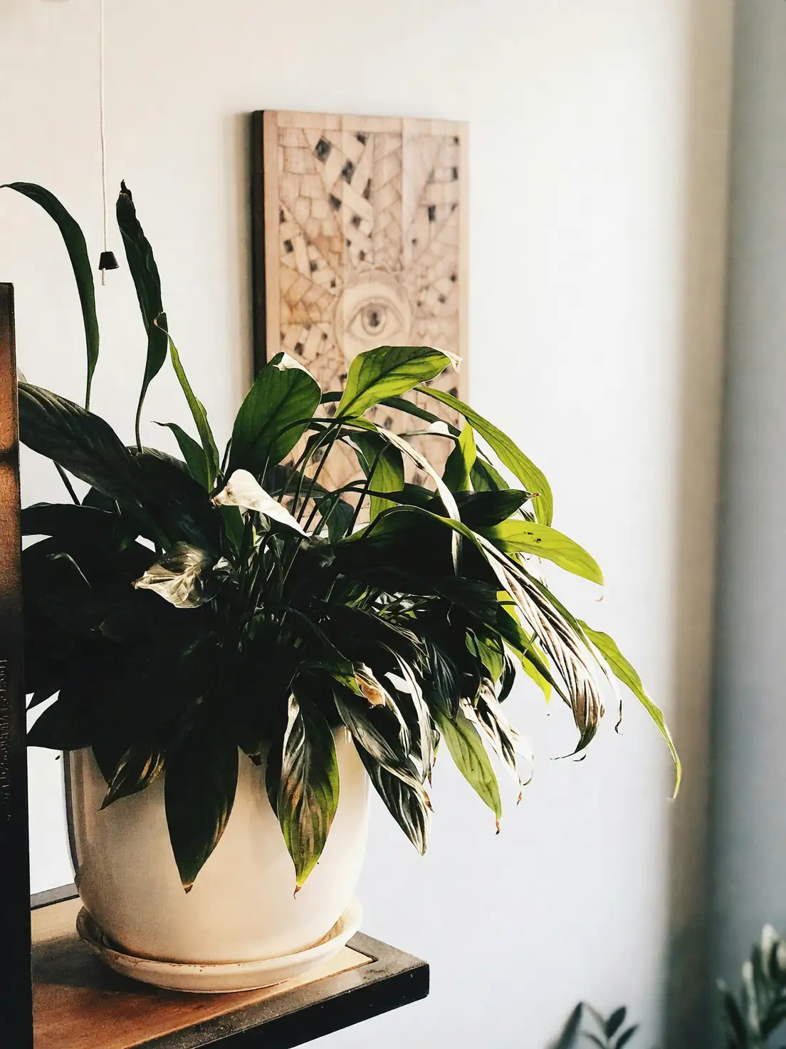 花盆与植物的完美搭配：为白掌选择理想的家