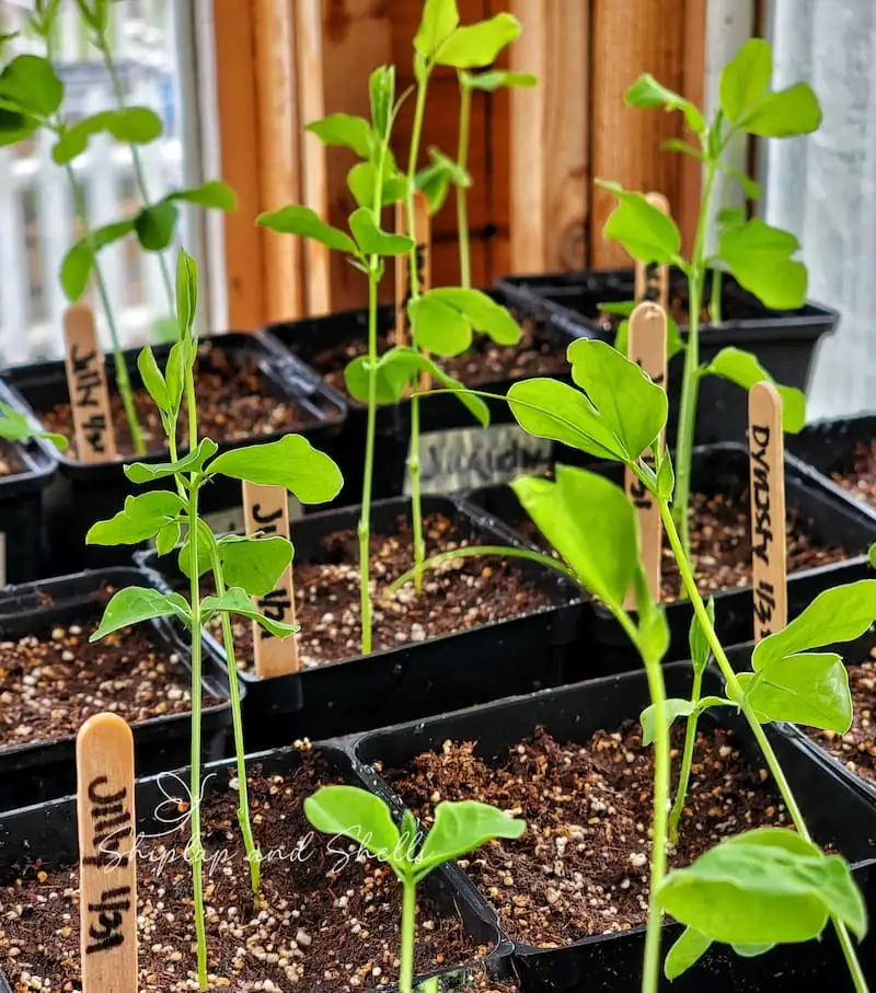 watering sweet pea plants garden