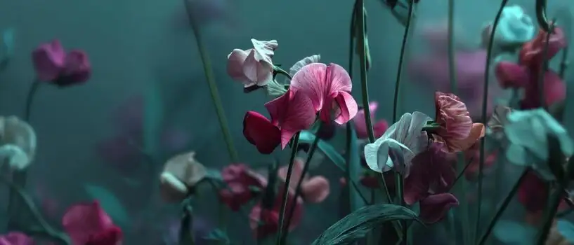 From Sicily to Your Garden: The Adventurous Journey of Sweet Peas
