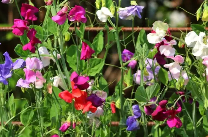 Victorian garden with sweet peas