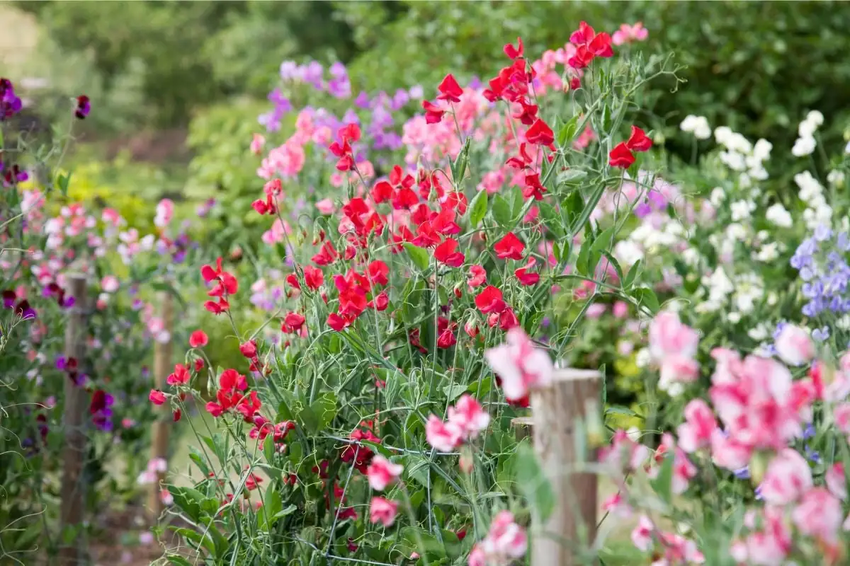 Fragrant Facts: The Surprising World of Sweet Peas