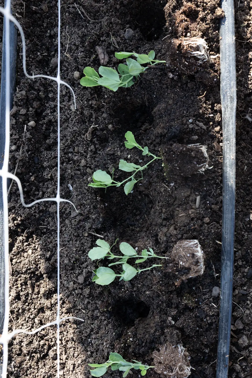 sweet pea planting soil