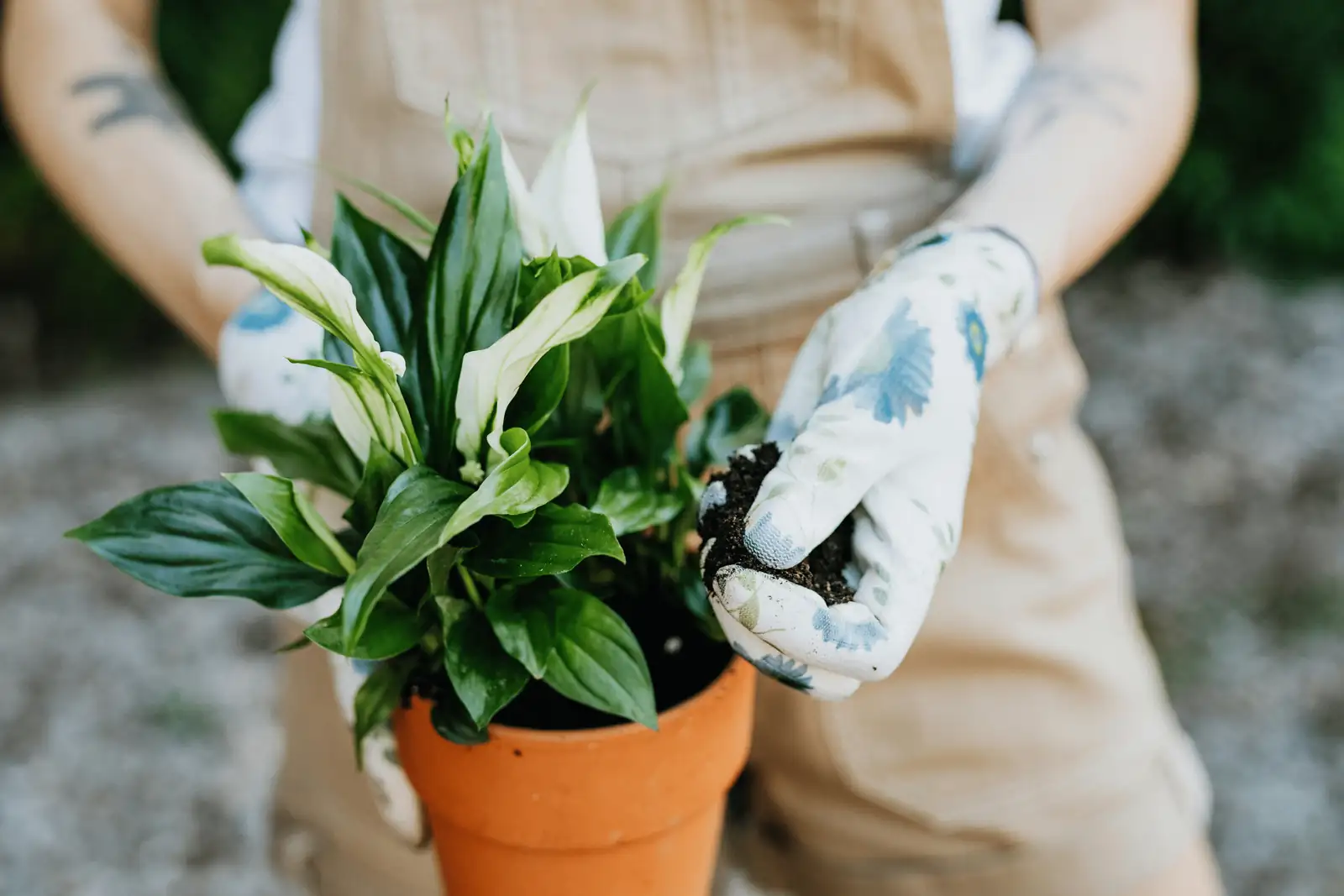 clay pot peace lily