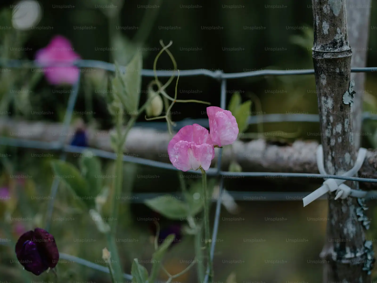 sweet pea container garden