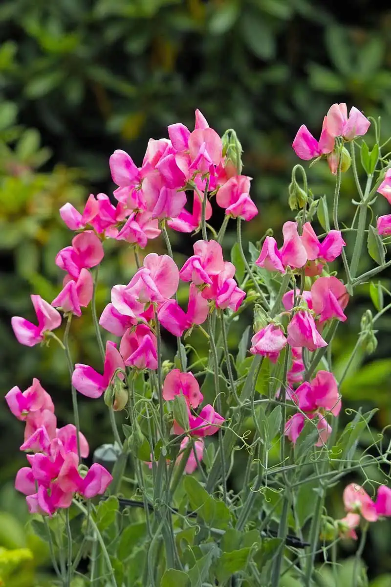 Propagation Perfection: A Sweet Pea Seed Masterclass