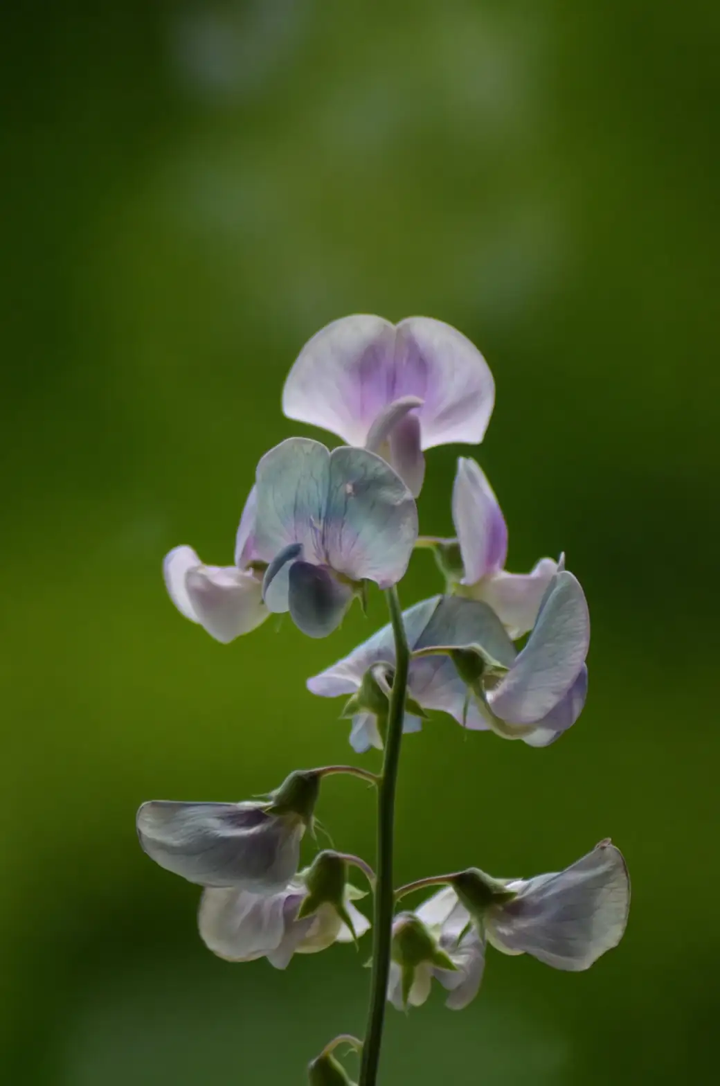 sweet pea seed soaking process