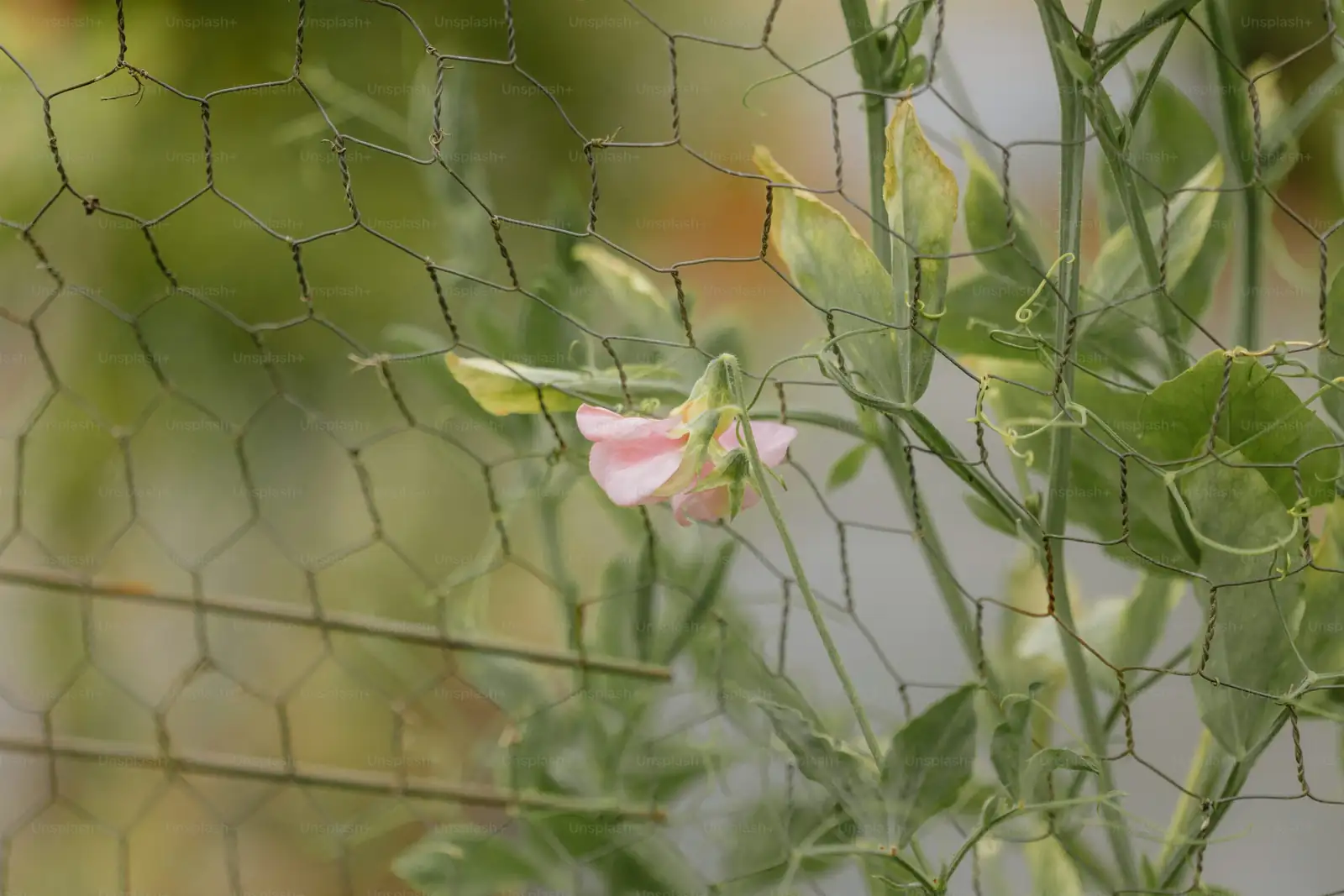 Companion Success: Pairing Sweet Peas with Garden Friends