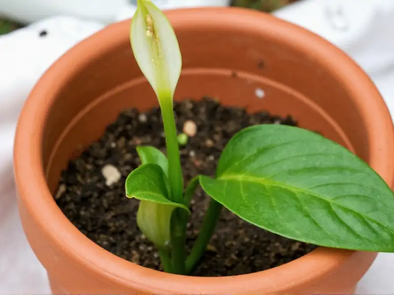 peace lily pot drainage holes