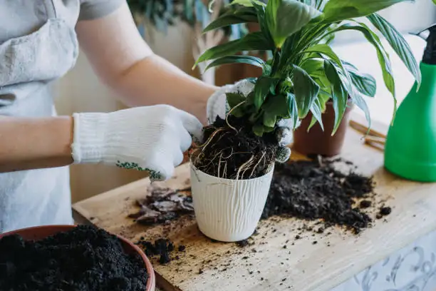 peace lily care indoor