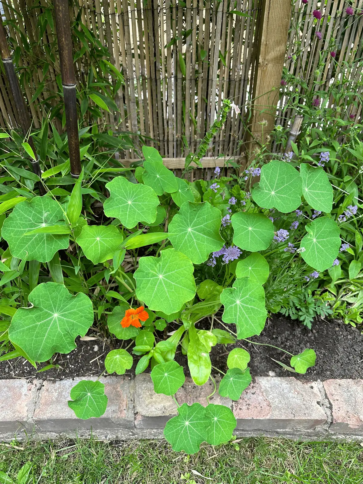 nasturtiums in garden