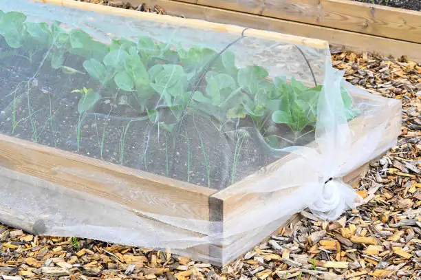 spinach ground cover in garden