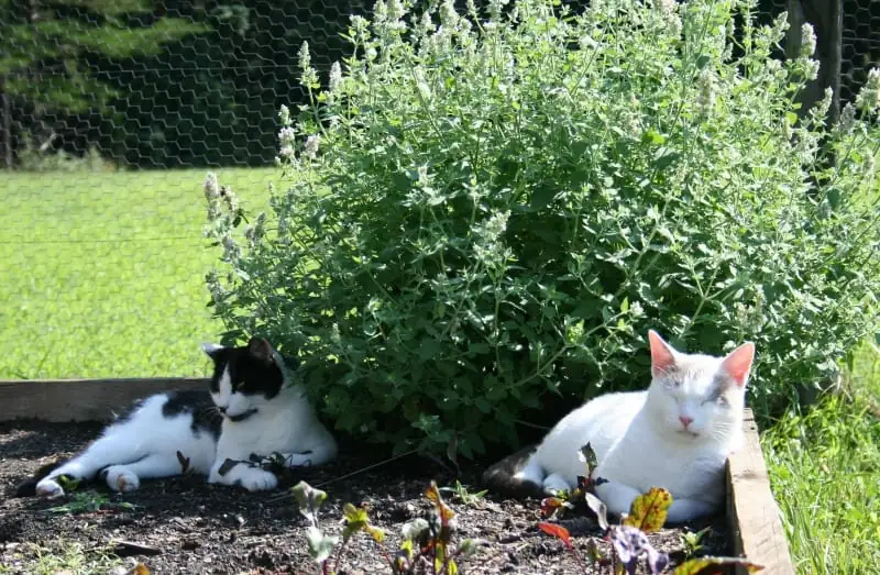 Catnip Care 101: Tips for Thriving Feline-Friendly Gardens