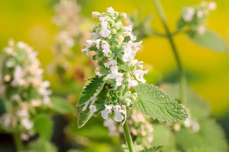 catnip plant close-up leaves and flowers