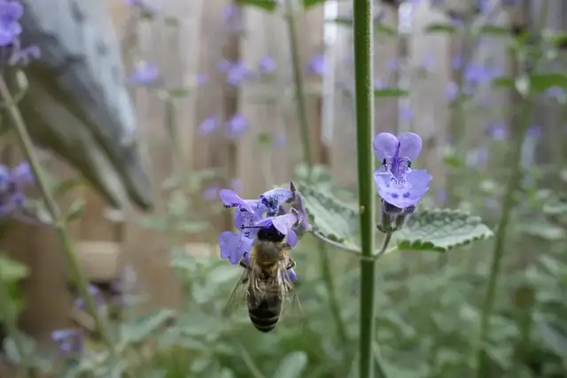 catnip with bees in bloom