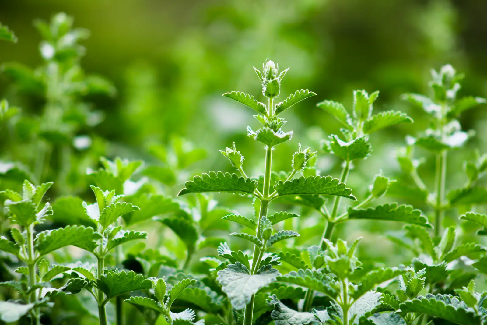 Troubleshooting Catnip: Solving Common Pests and Diseases
