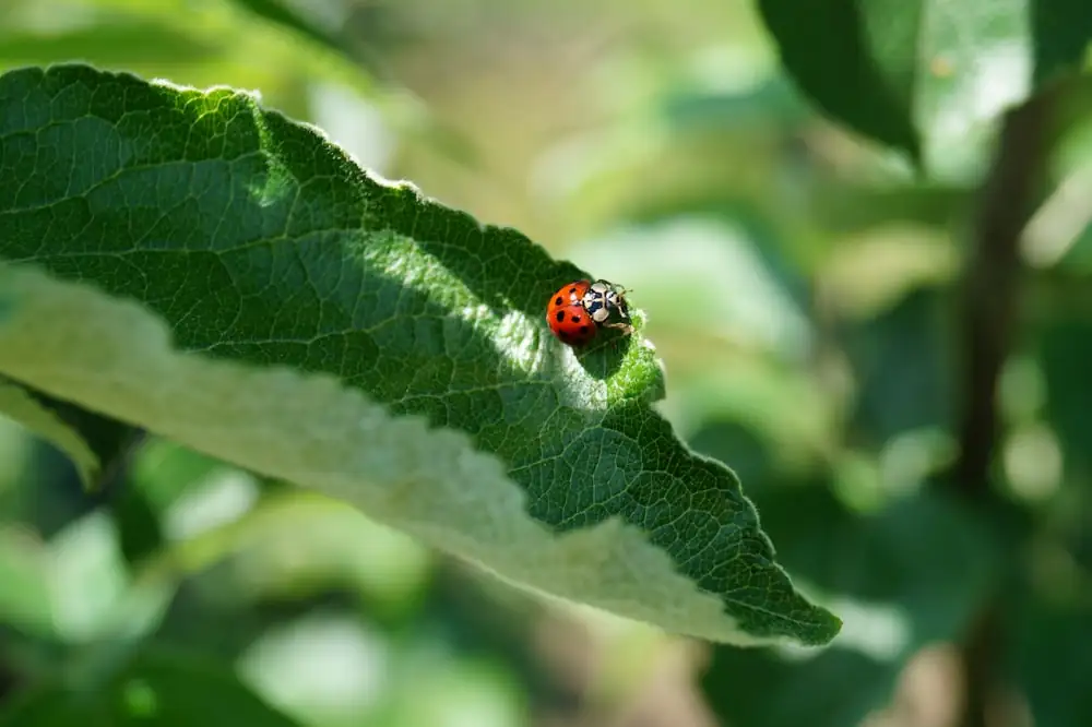 ladybugs on catnip leaves