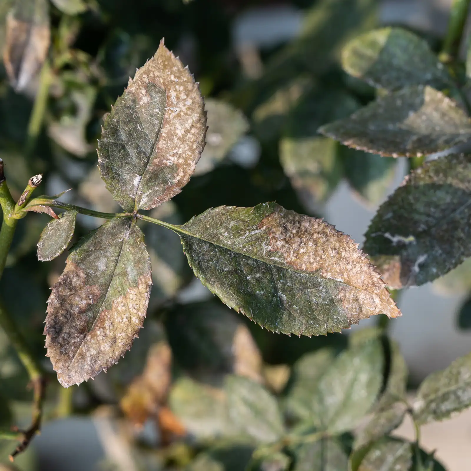 catnip with powdery mildew