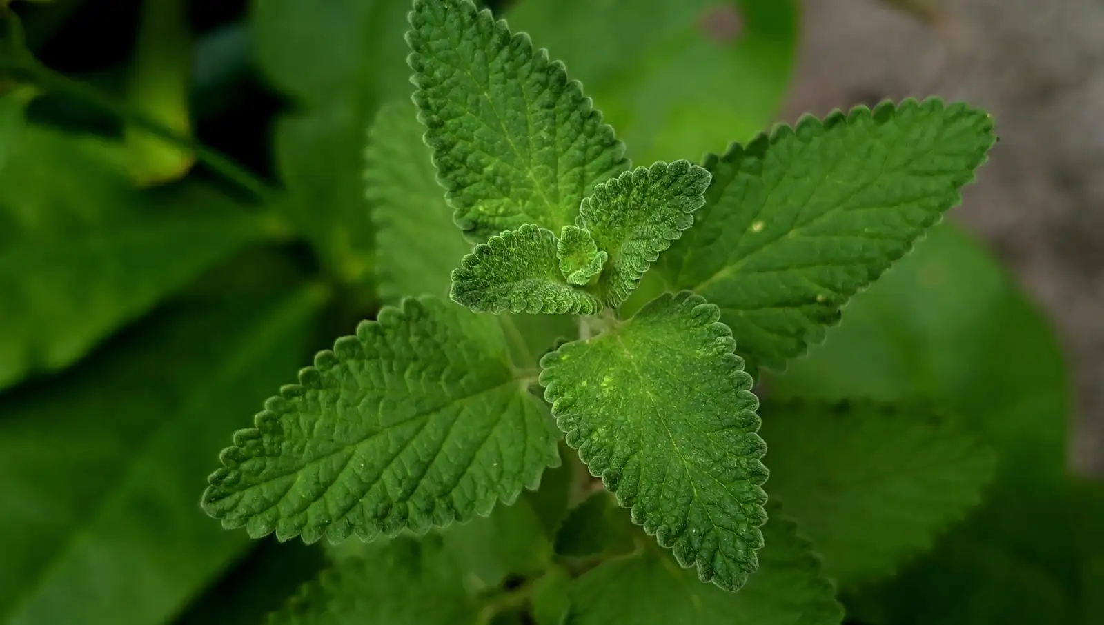 pruning catnip plant