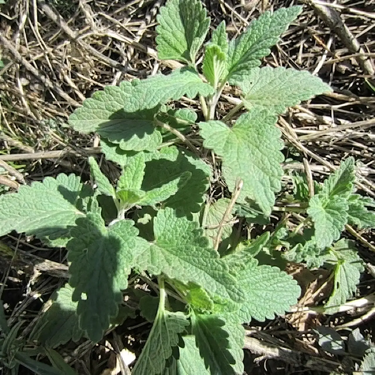Catnip Chronicles: Fun Facts and Quirky Cat Reactions