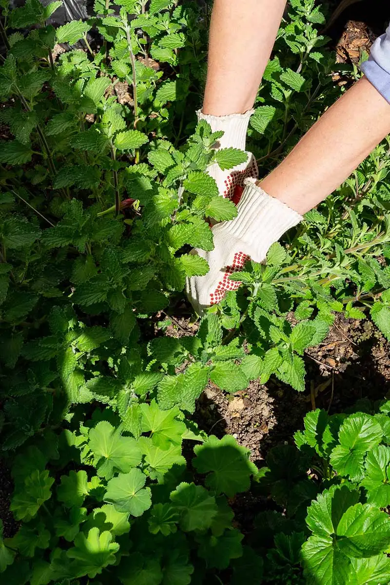 catnip growing in garden