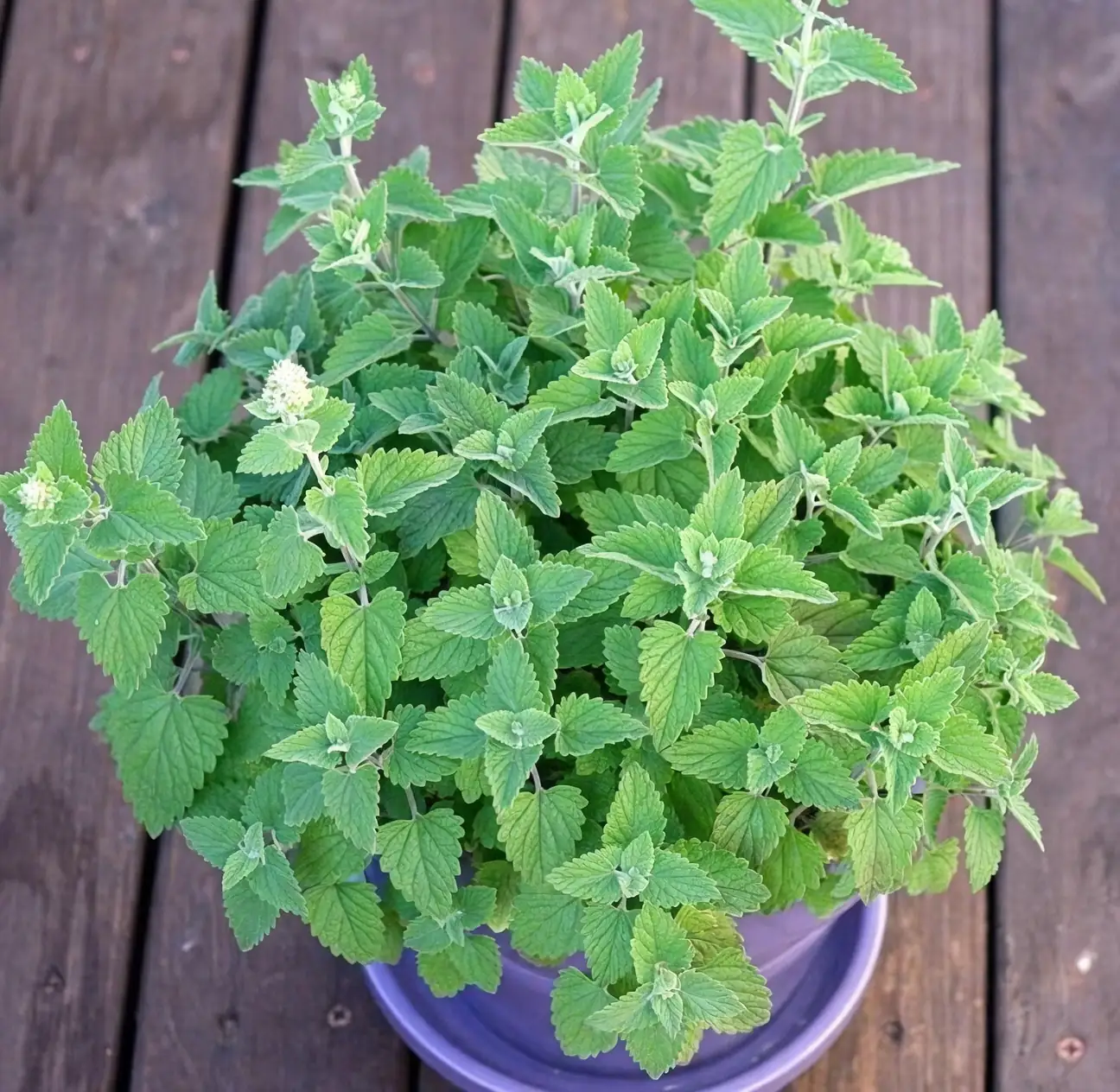 Interior Enchantment: Designing Catnip-Friendly Spaces