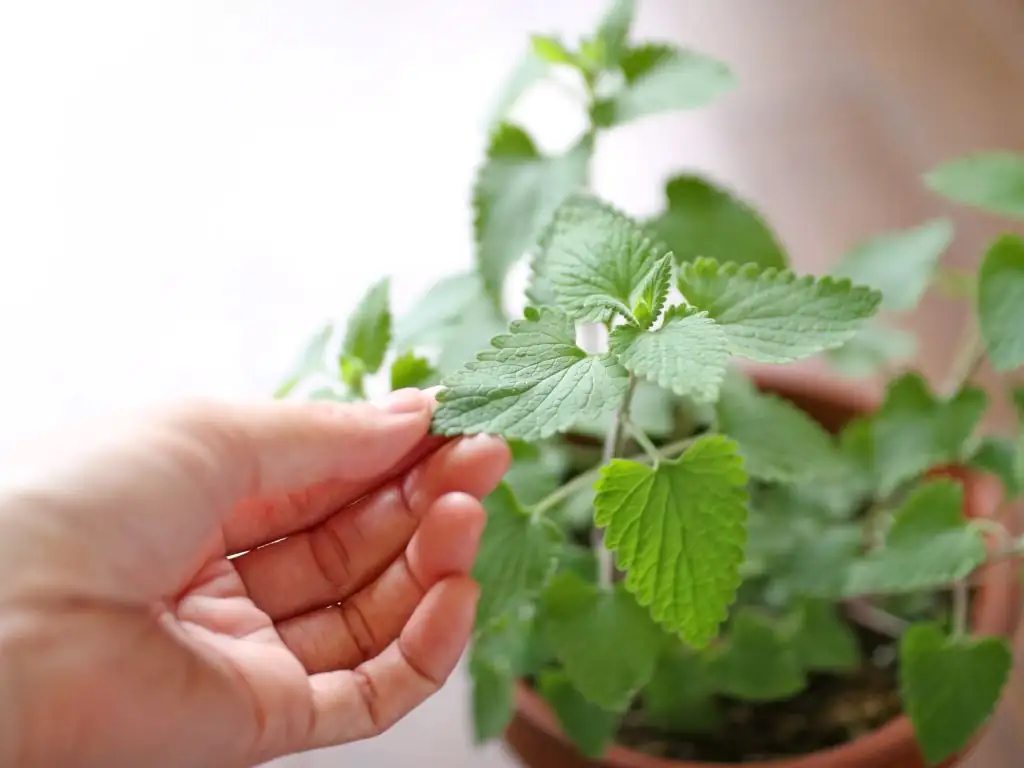 catnip in pot with drainage