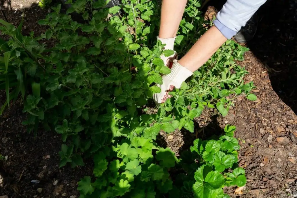 catnip pruning hands