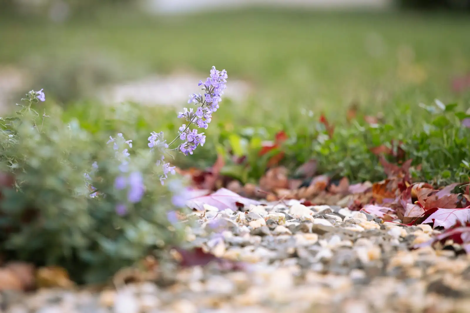 Companion Planting with Catnip: Boost Your Garden’s Health and Harvest