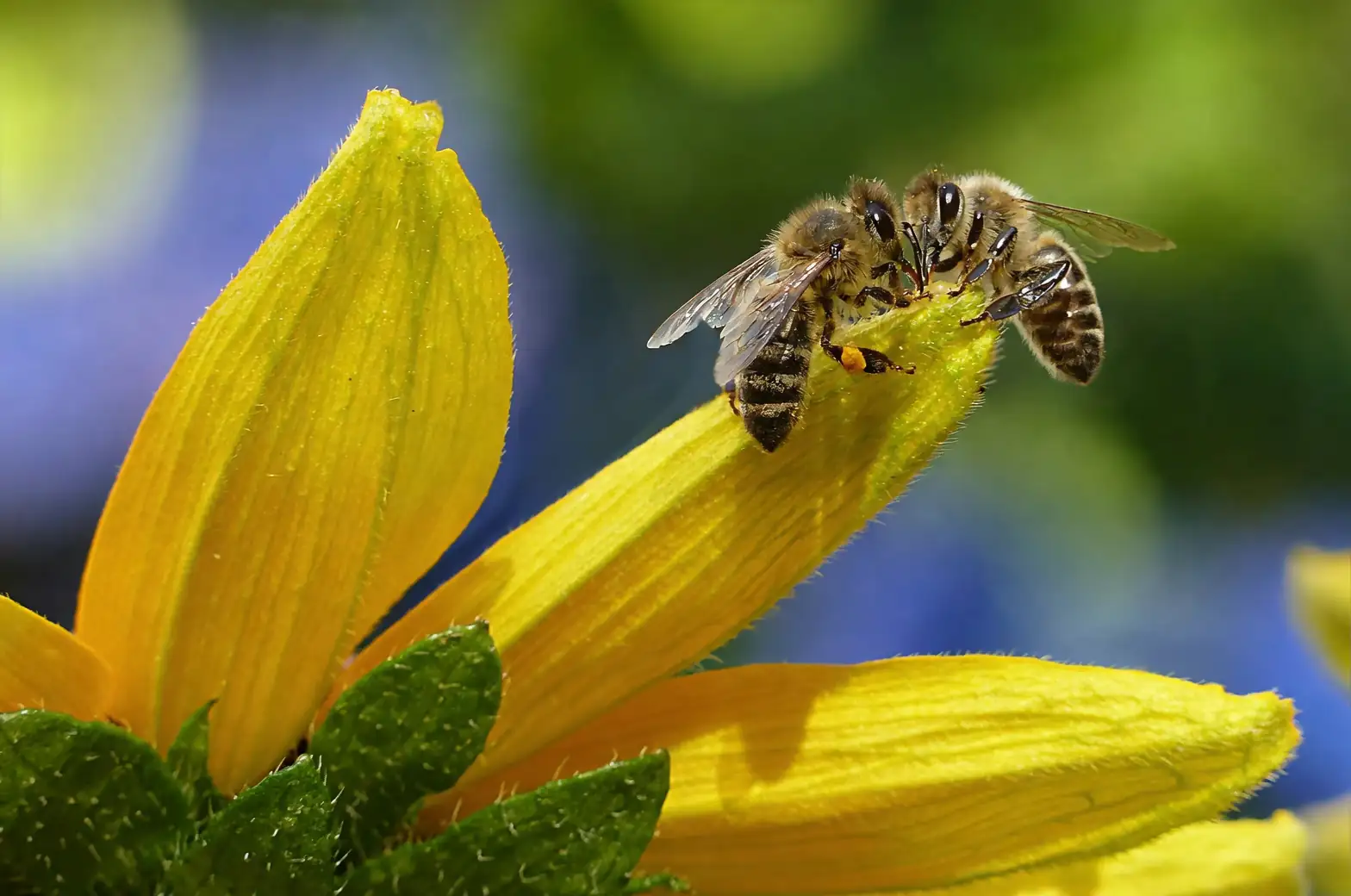 catnip attracting bees and butterflies
