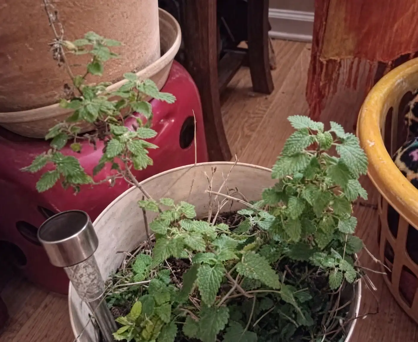 catnip in garden containers