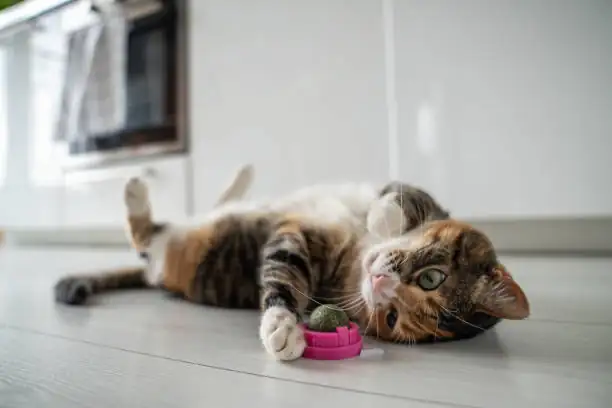 cat interacting with catnip