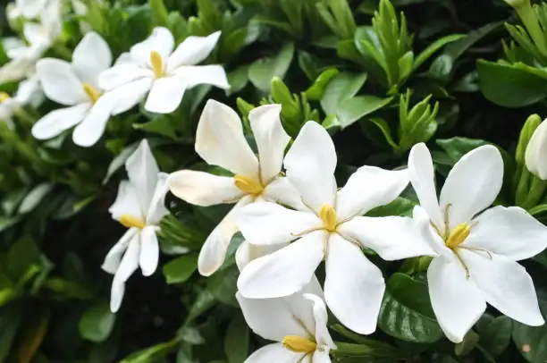 Unlocking the Secrets of Gardenia Care: How to Keep Your Cape Jasmine Happy and Blooming!