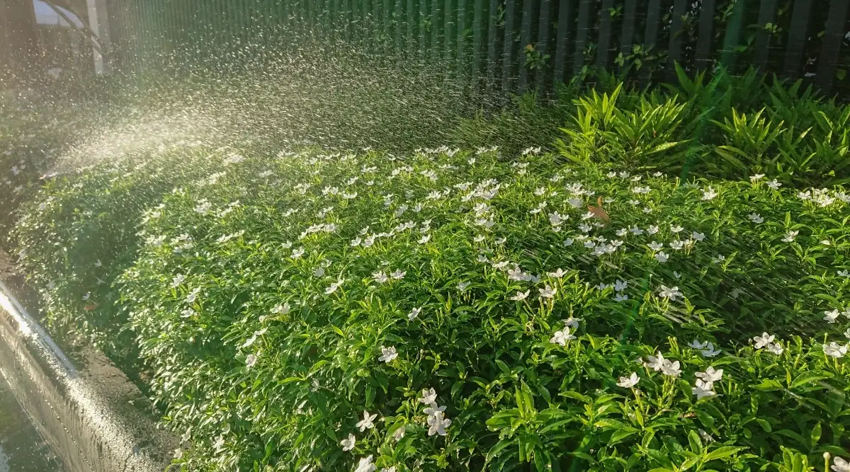 watering gardenia plant