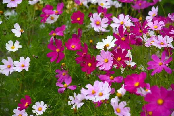 Cosmos Care 101: Secrets to a Thriving, Low-Maintenance Garden