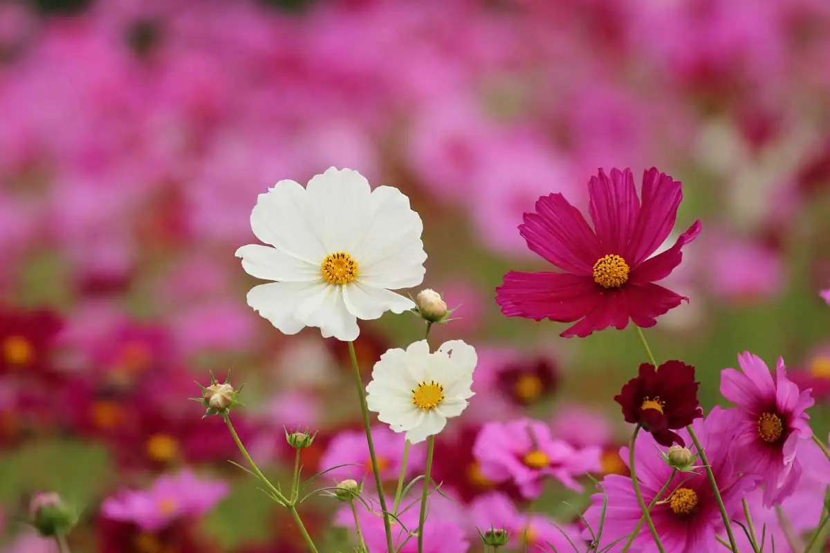 cosmos flowers full sun garden