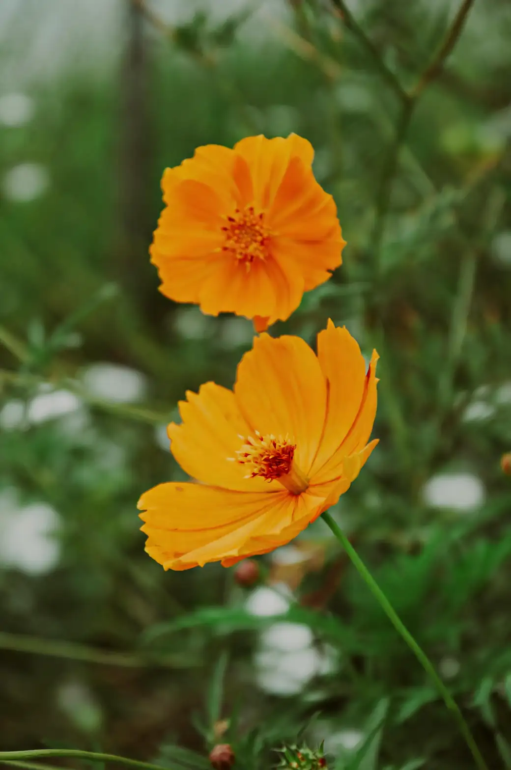 cosmos flowers poor soil growth