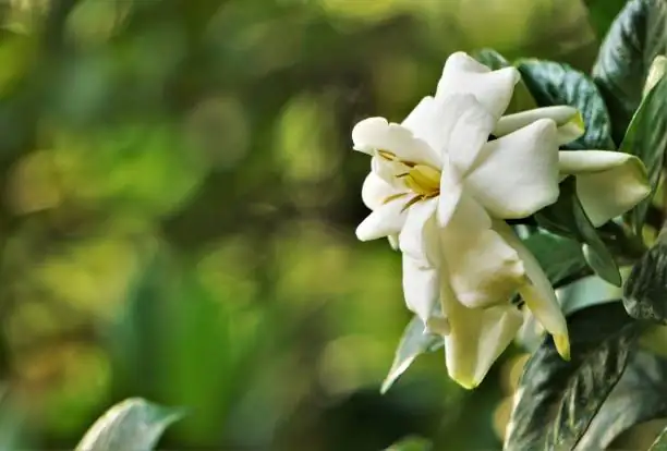 Troubleshooting Gardenia Problems: From Yellow Leaves to Bud Drop