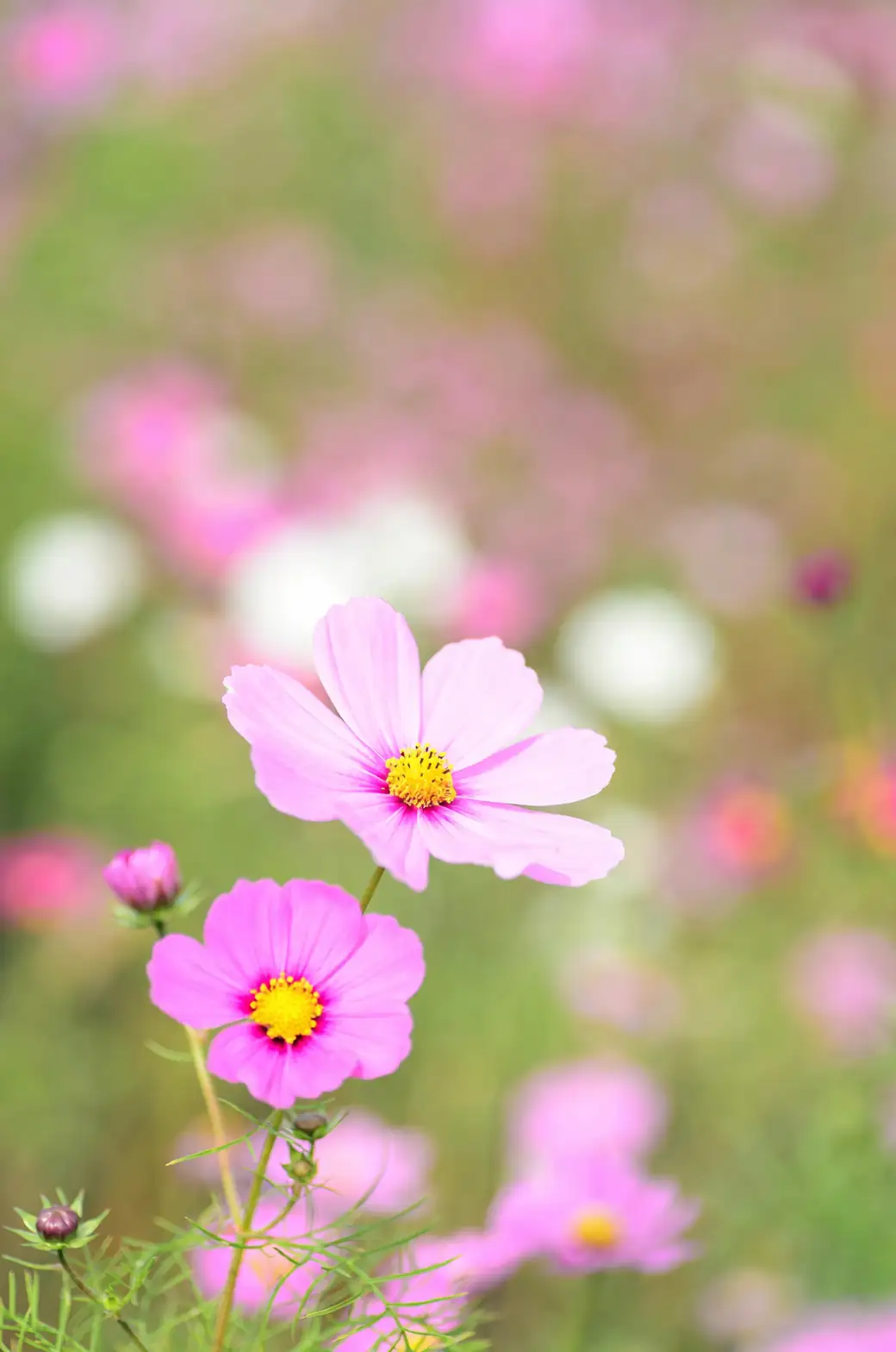 Battle of the Bugs: Defending Your Cosmos Against Pests and Disease