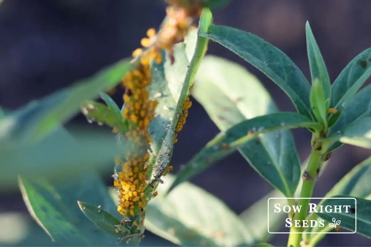 aphids on cosmos plant