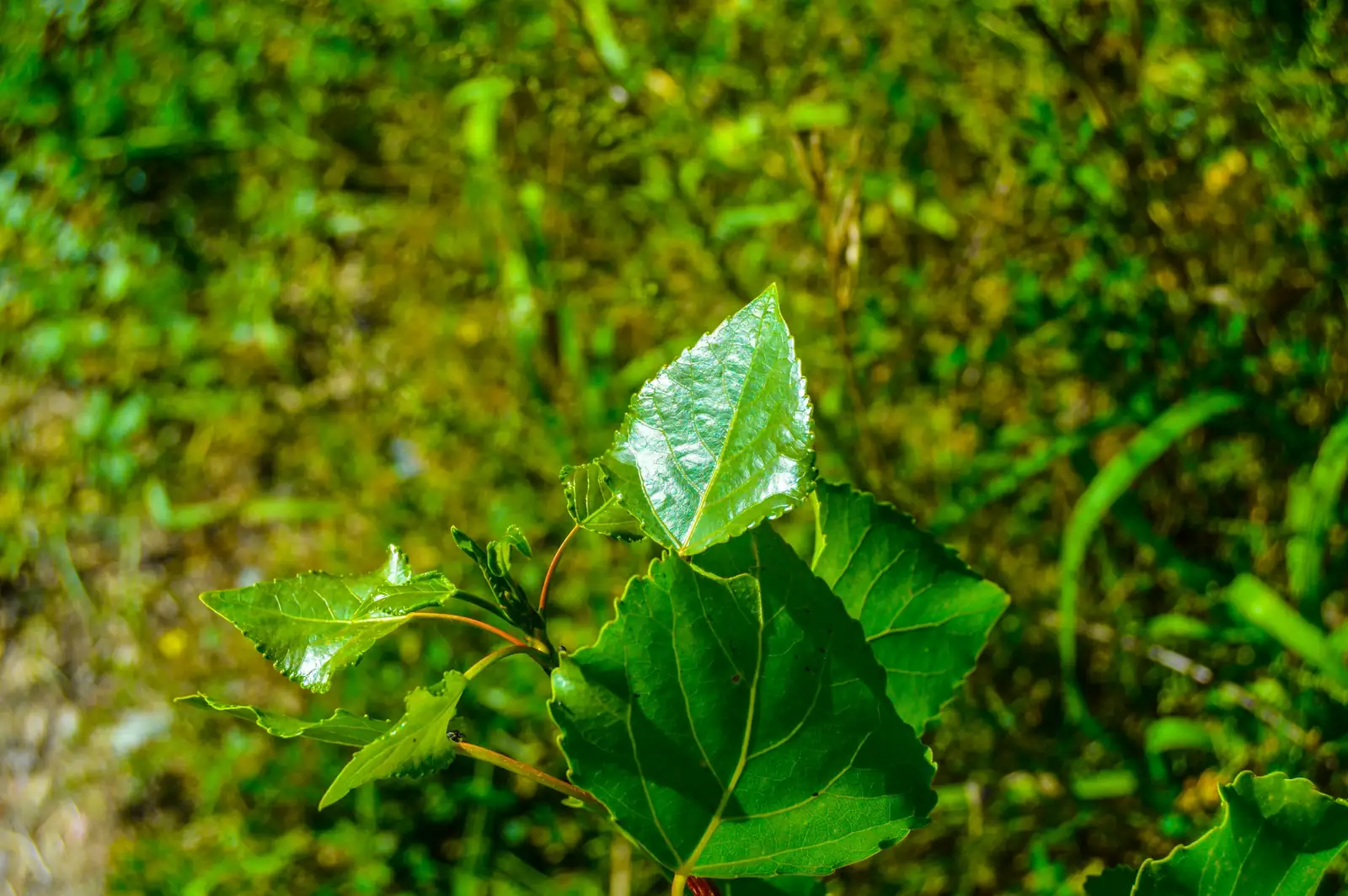powdery mildew on cosmos leaves