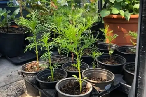 cosmos seedlings in sunlight