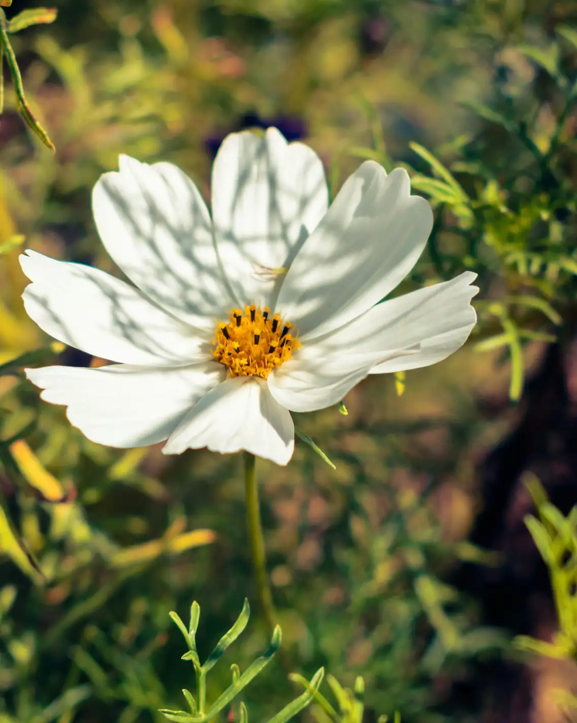 From Mexico to Your Garden: The Marvelous Journey of Cosmos