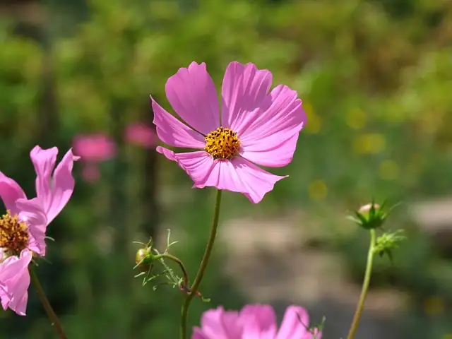 cosmos bipinnatus in European garden
