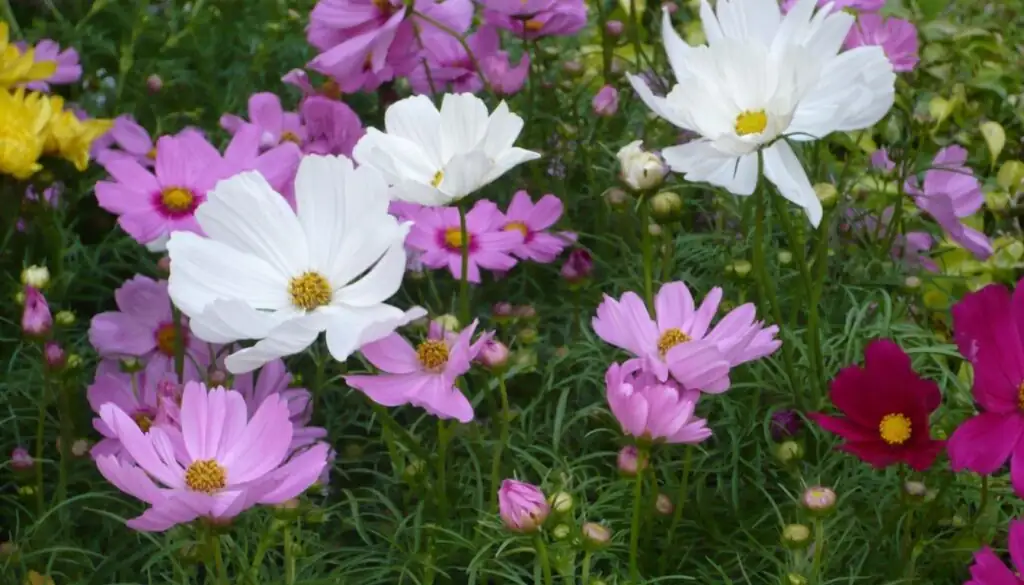 cosmos bipinnatus care tips