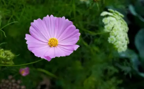 Fun Facts About Cosmos: Why This ‘Universe Flower’ Shines