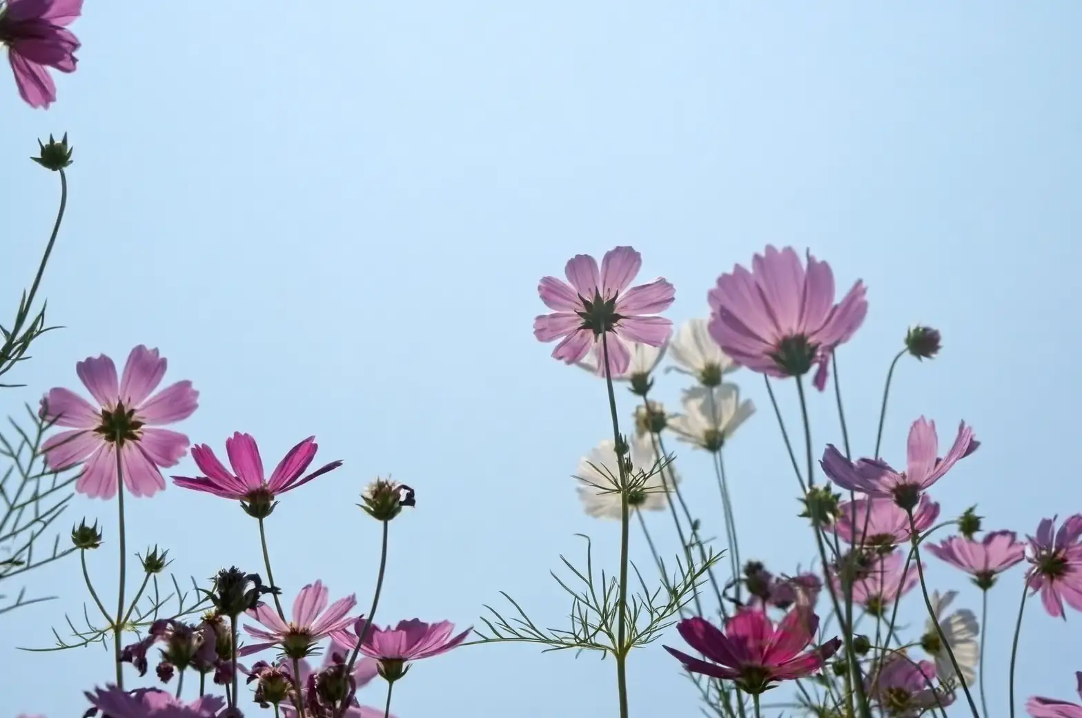 butterflies on cosmos flowers